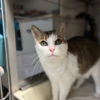 Emil, Kater zur Adoption