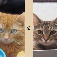 Gretchen u. Viktor, Kater zur Adoption
