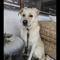 Sammy ein Retrievermix Freund fürs Leben, Hund zur Adoption