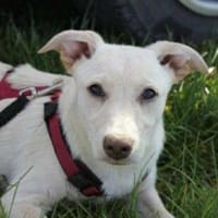 Sabrina auf Pflegestelle in Bayern, Hündin zur Adoption