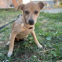 Marcy sucht ein Zuhause, Hündin zur Adoption