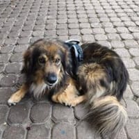 Sino - treuer verkuschelter Begleiter, Hündin zur Adoption