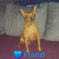 Franzl - lieb, freundlich, verschmust, Hund zur Adoption