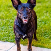 Flixy wartet auf Dich!, Hündin zur Adoption