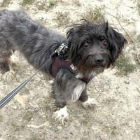 Mathilda will mit dir durchs Leben gehen, Hündin zur Adoption