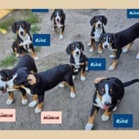 Entlebucher-Welpen, Hund zur Adoption