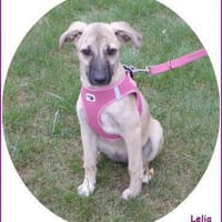 ❤ Lelia: sehr liebes Welpenmädchen, Hündin zur Adoption