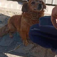Lisa tolles Mädchen, Hündin zur Adoption