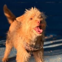 Otto, Hund zur Adoption