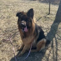 Maximus, pies do adopcji