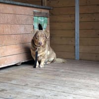 Lewko, pies do adopcji