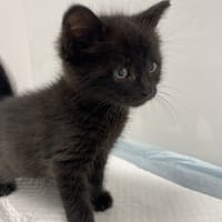 Nami, kotka do adopcji
