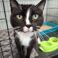 Dalwin, kot do adopcji