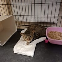 Irys, kot do adopcji