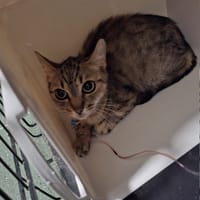 Dalia, kotka do adopcji