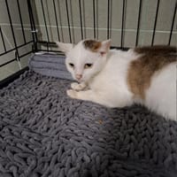 Azalia, kotka do adopcji