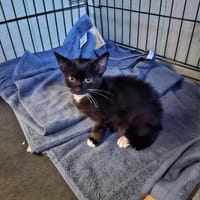 Bambi, kotka do adopcji