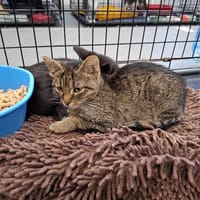 Bam Bam, kot do adopcji