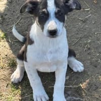 ANNA Pflegestelle 63654 Büdingen, Hündin zur Adoption