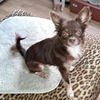 Dio sucht ein ländliches, ruhiges Heim, Hund zur Adoption