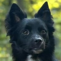 Nerino  lackschwarze Liebenswürdigkeit, Hund zur Adoption