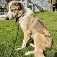 Eine Augenweide, Hund zur Adoption