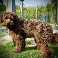 Unwiderstehlicher Mickey, Hund zur Adoption
