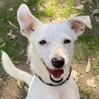 FLASH, chien à adopter