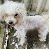 PEPETTE, chienne à adopter