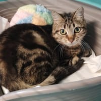 OWARGD, chat à adopter