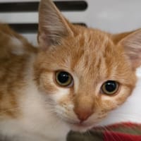 BAMBOU, chat à adopter