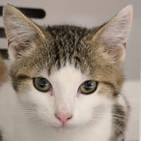 BUBBLE, chat à adopter