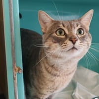 LEOPARD, chat à adopter