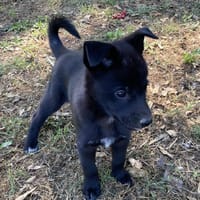 ODEON, chien à adopter