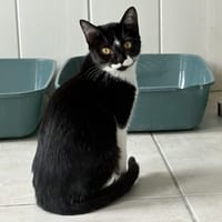 Asajj, chatte à adopter