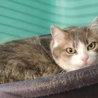 LILILA, chatte à adopter