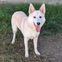 TIAGO, chien à adopter