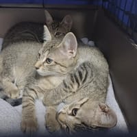 PERLE, chatte à adopter