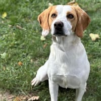 Vega CAA14101, chien à adopter