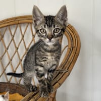 Azithro (réservé), chat à adopter
