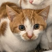 BETTY, chatte à adopter