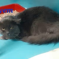 Ayem, chat à adopter