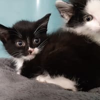Kando, chat à adopter