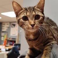 LEXIE, chatte à adopter
