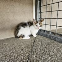 CHAMALLOW, chat à adopter