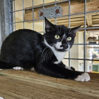 ARES, chat à adopter