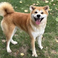 Lise CAA14106, chienne à adopter