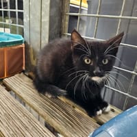 kinder, chatte à adopter