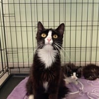 GLOSSY, chatte à adopter