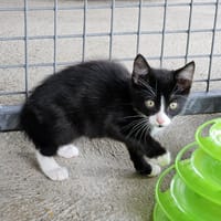 REGLISSE, chat à adopter